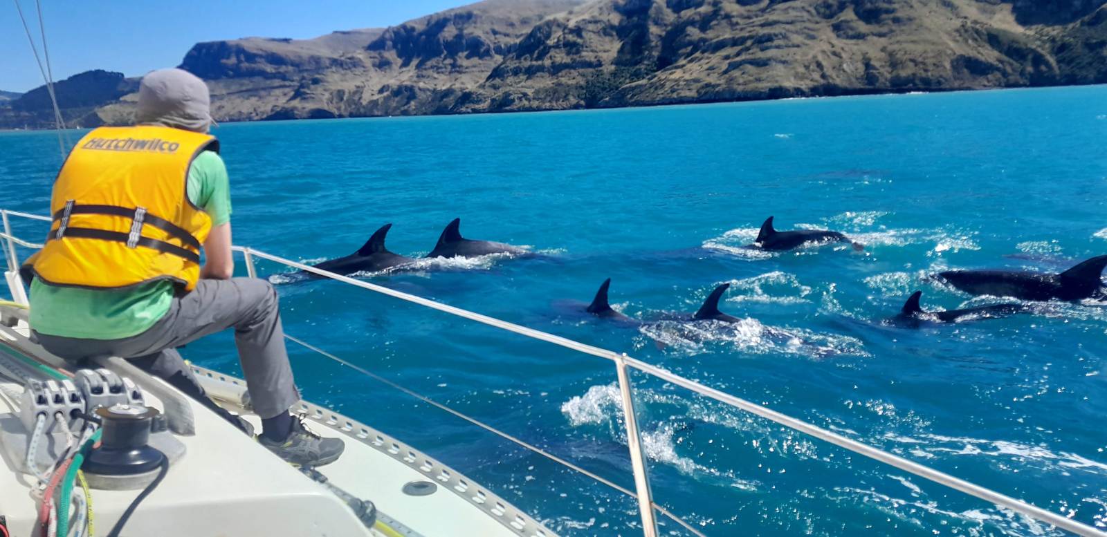 Dolphins Halo Sailing Pigeon Bay New Zealand